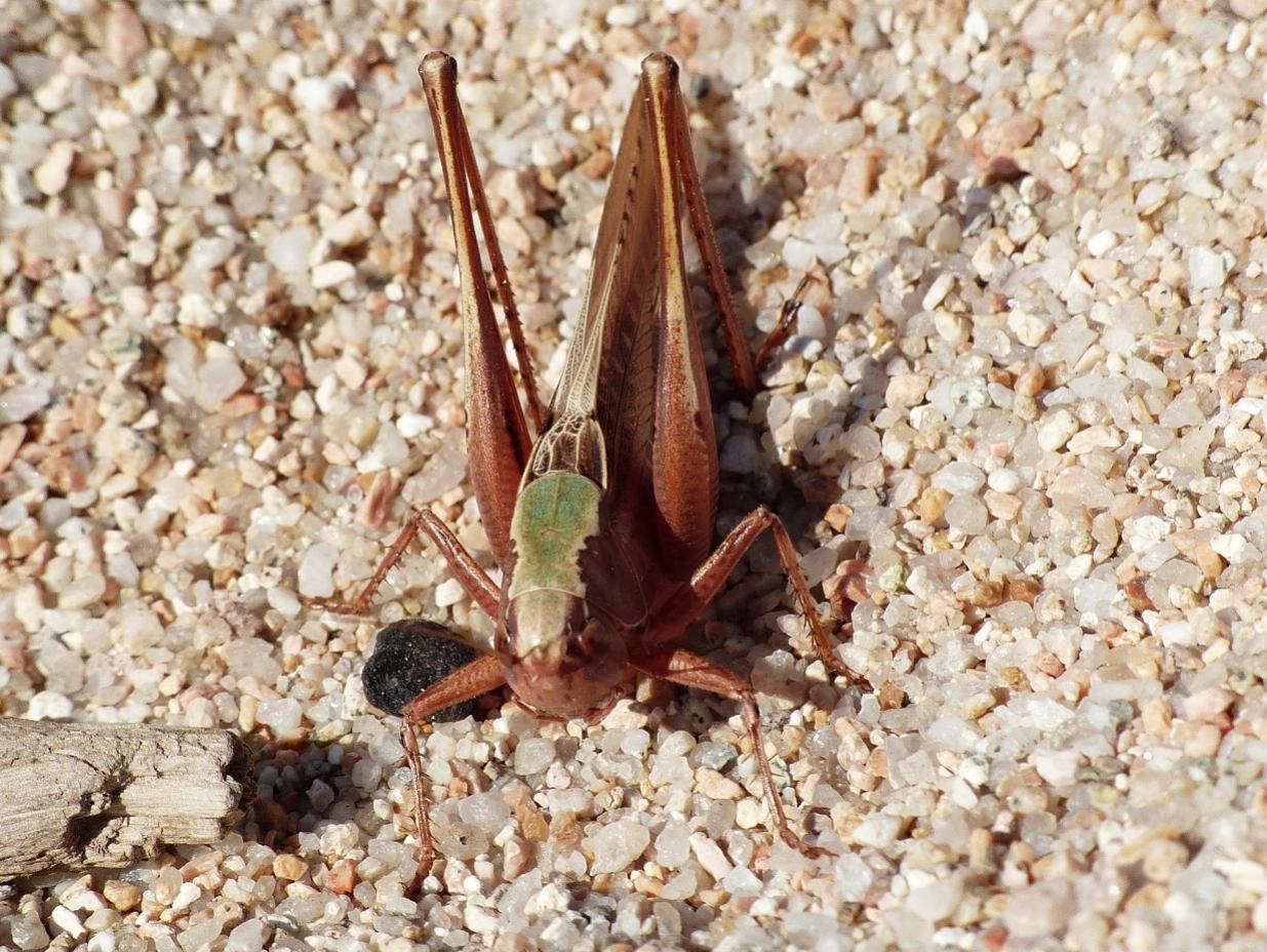 Tettigoniidae tra le dune